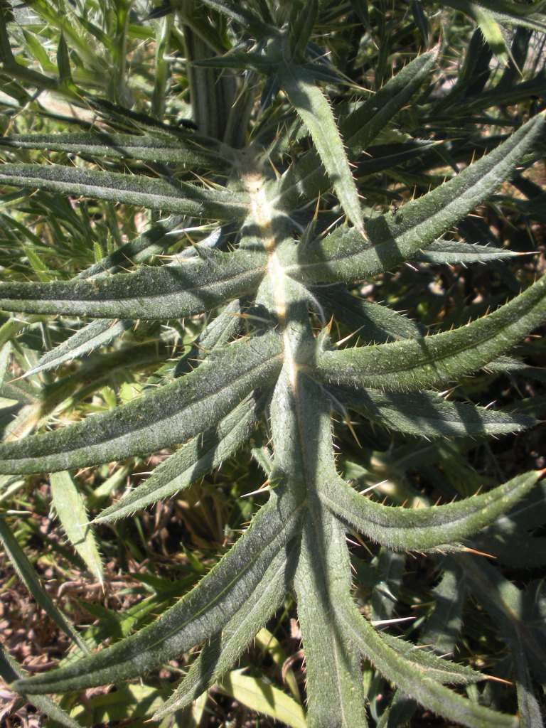 Cirsium lacaitae  / Cardo di Lacaita